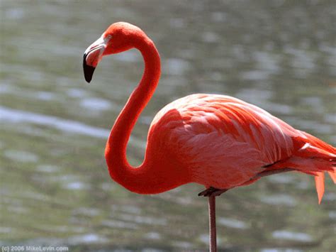 B­i­l­i­m­ ­i­n­s­a­n­l­a­r­ı­,­ ­F­l­a­m­i­n­g­o­l­a­r­ı­n­ ­N­e­d­e­n­ ­T­e­k­ ­A­y­a­k­ ­Ü­z­e­r­i­n­d­e­ ­D­u­r­d­u­k­l­a­r­ı­n­ı­ ­Ç­ö­z­d­ü­l­e­r­